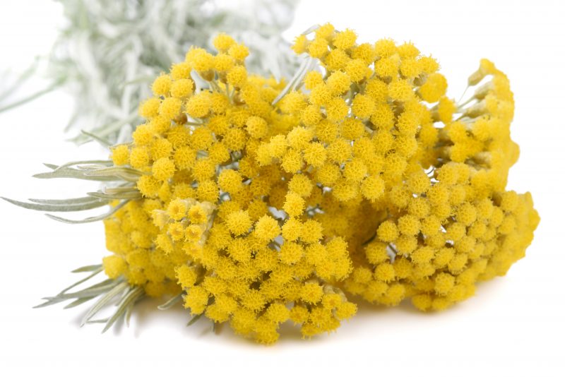 Immortelle : l’huile essentielle qui sauve la vie