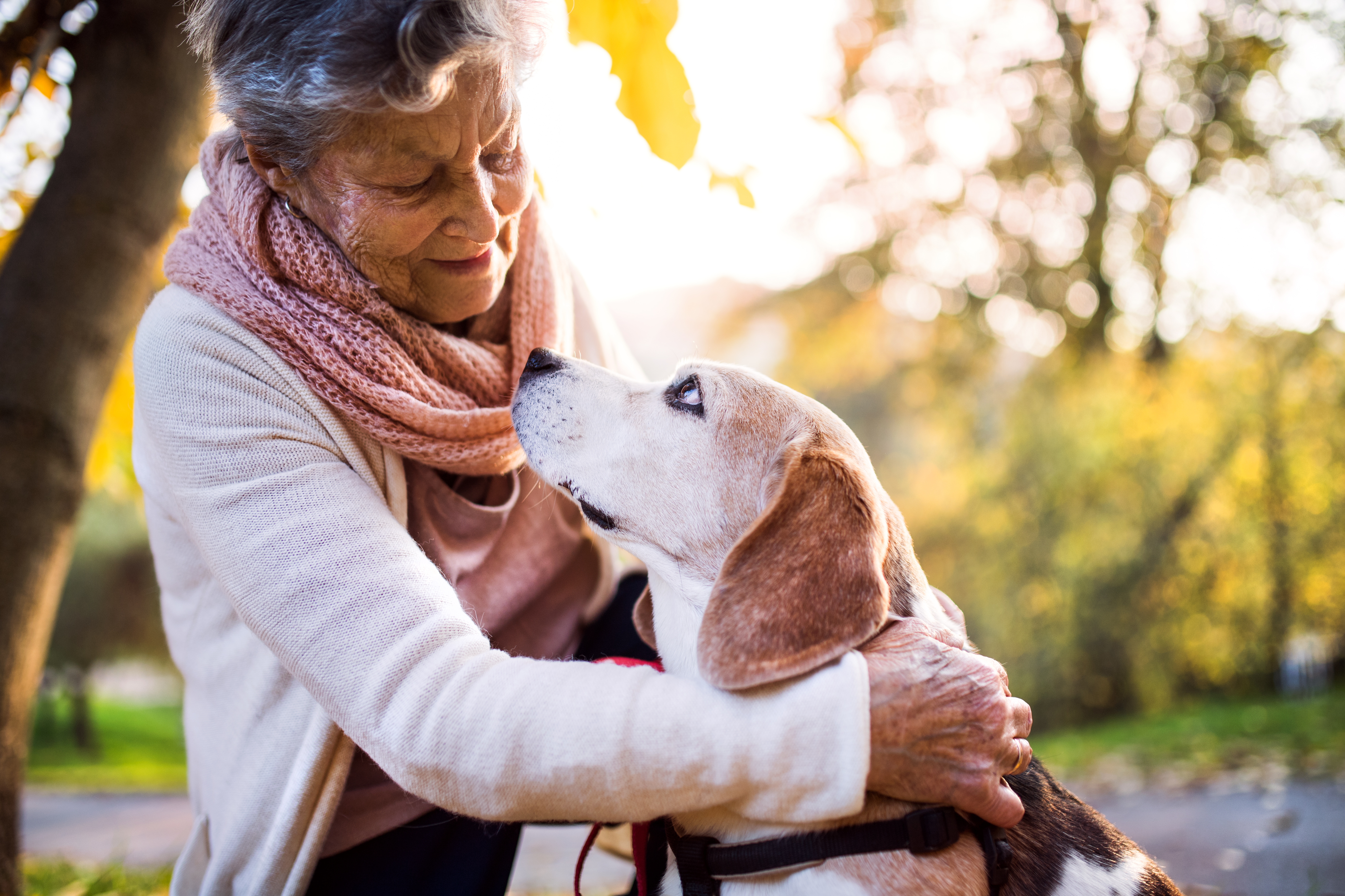 Des chiens pour renifler le cancer ?