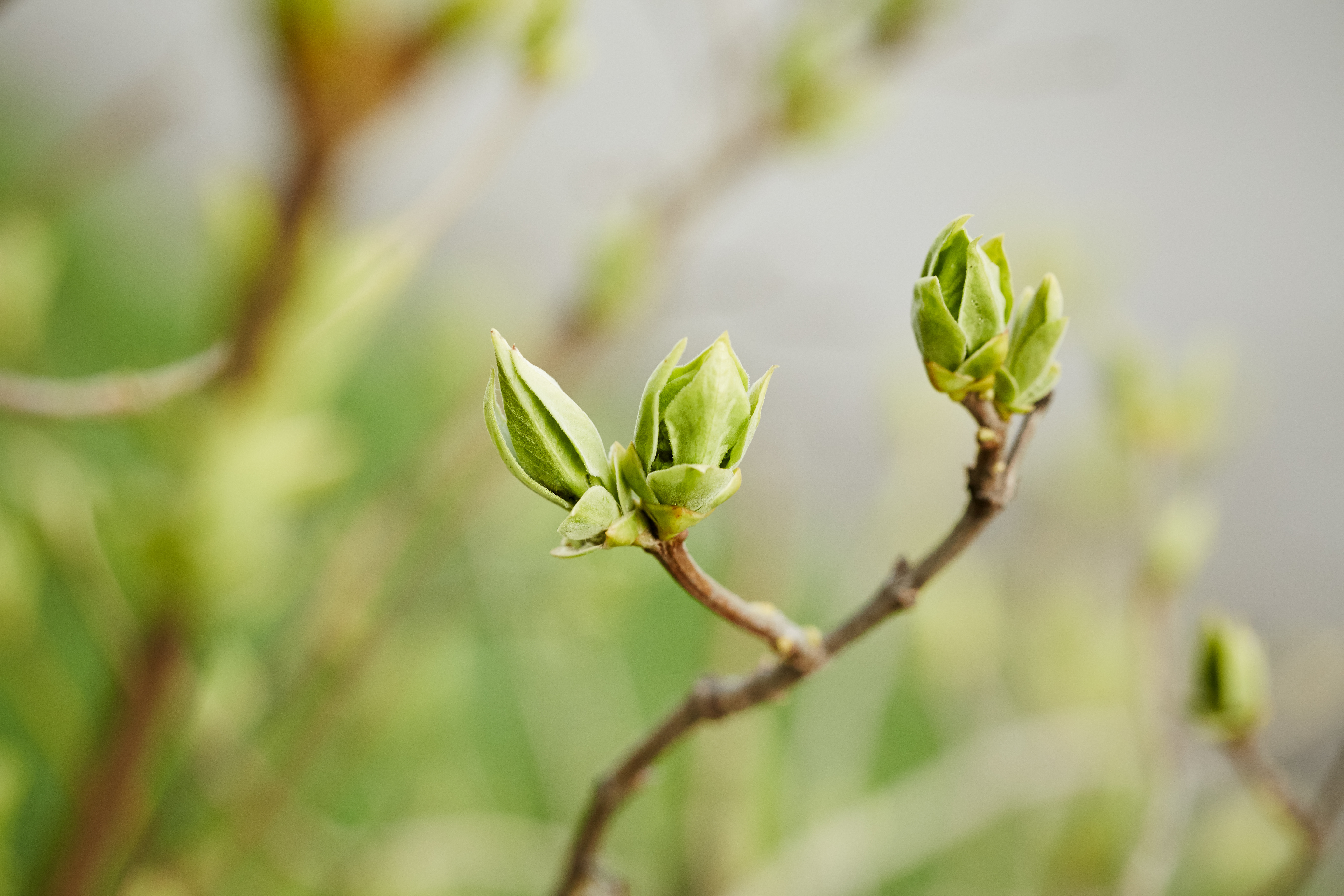 Des bourgeons prodigieux pour soigner