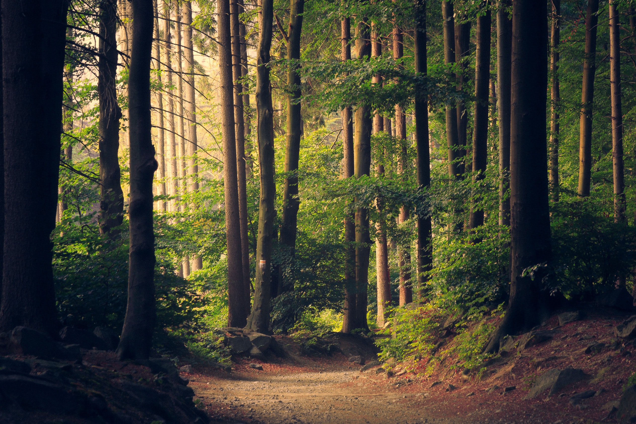 Ceci est un message d’espoir : tenons-bon, ayons confiance en la Nature !