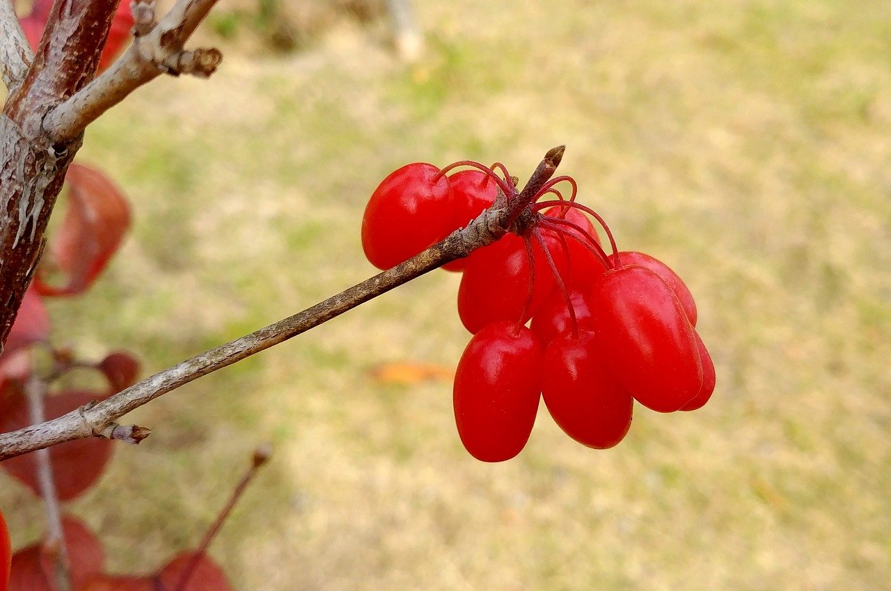 6 plantes contre le « mal du siècle »