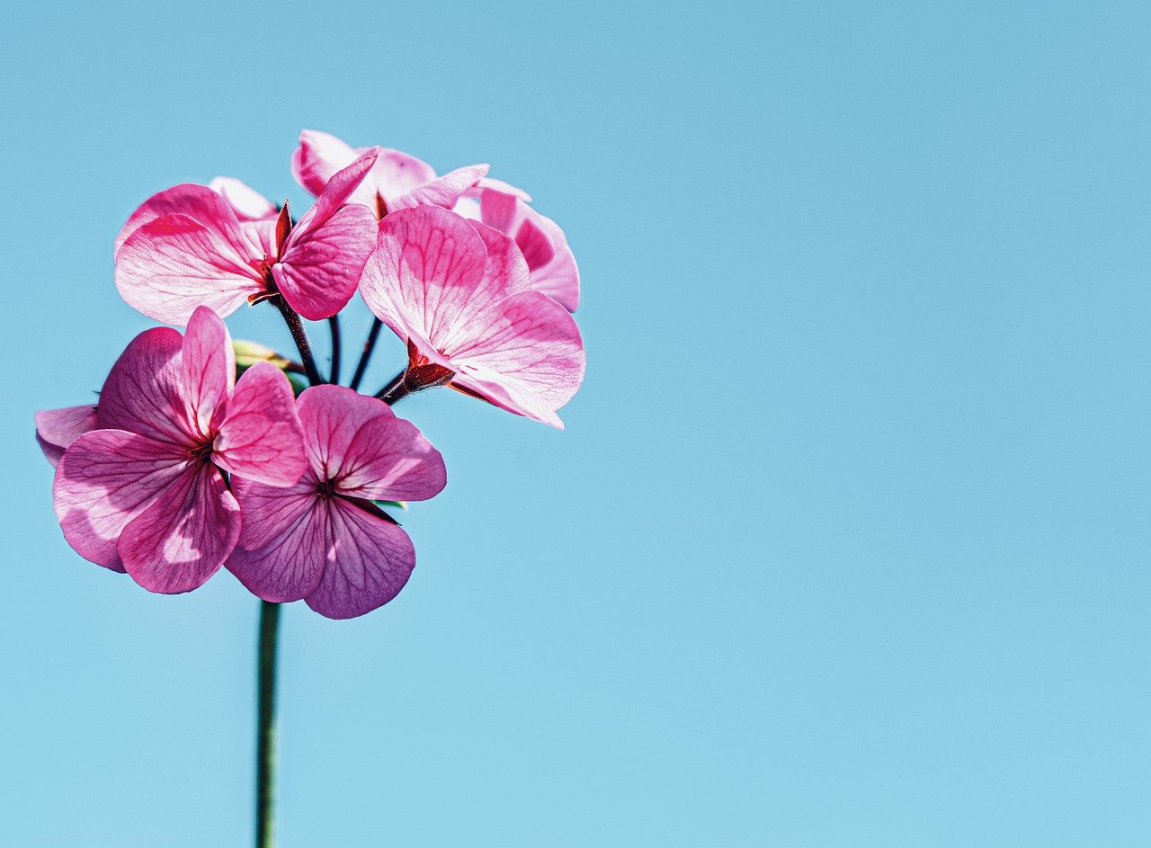 A quand la vie en rose ?