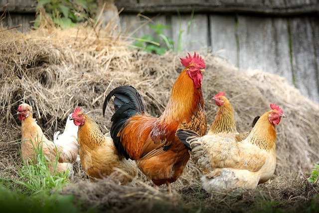 Grippe aviaire : traitons nos poules au naturel !