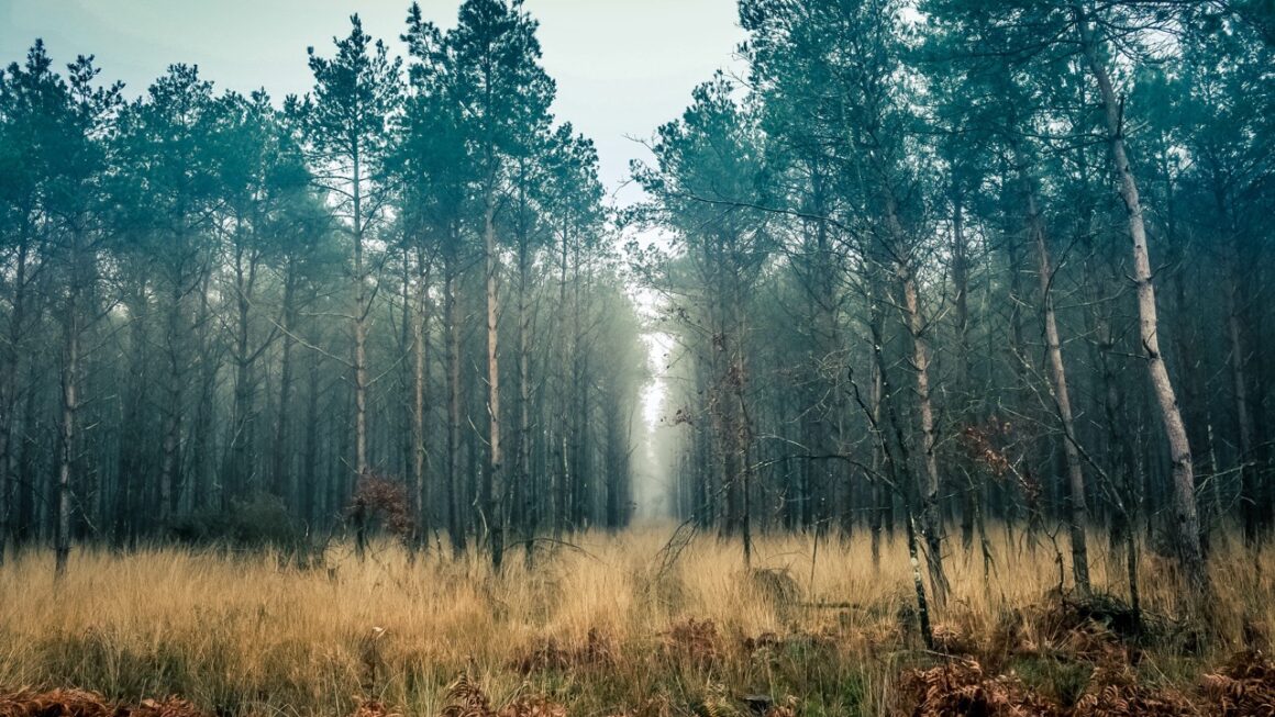 Les mystères de la nature