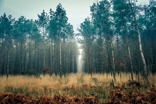 Les mystères de la nature