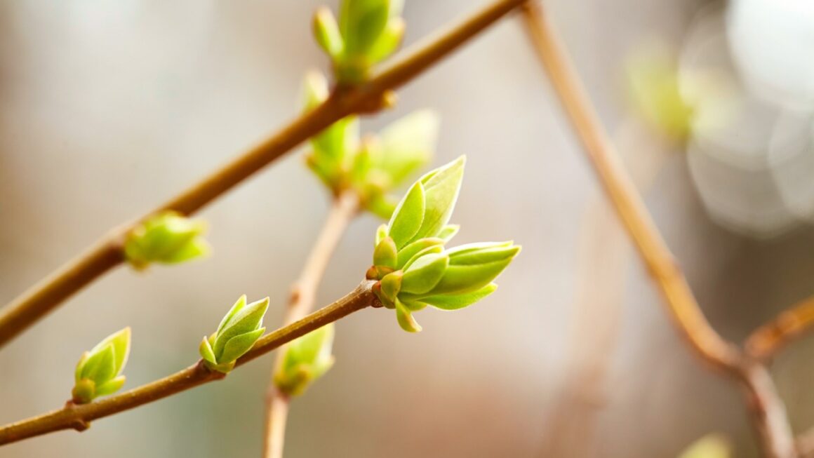 Des bourgeons prodigieux pour soigner 