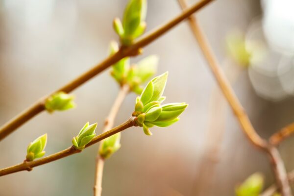 Des bourgeons prodigieux pour soigner 