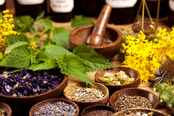 LES PLANTES MEDICINALES