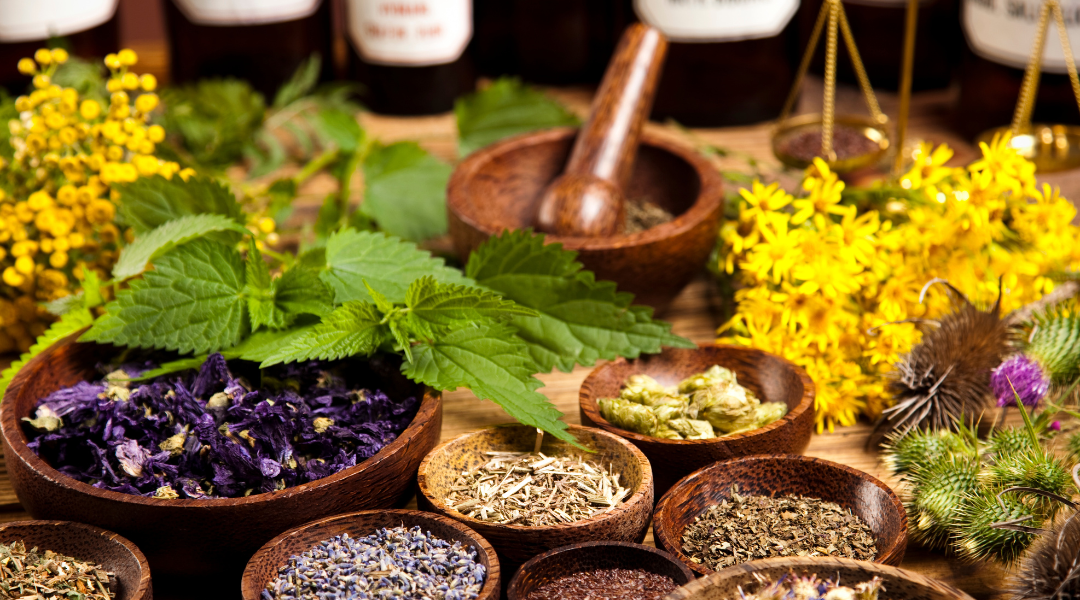 LES PLANTES MEDICINALES