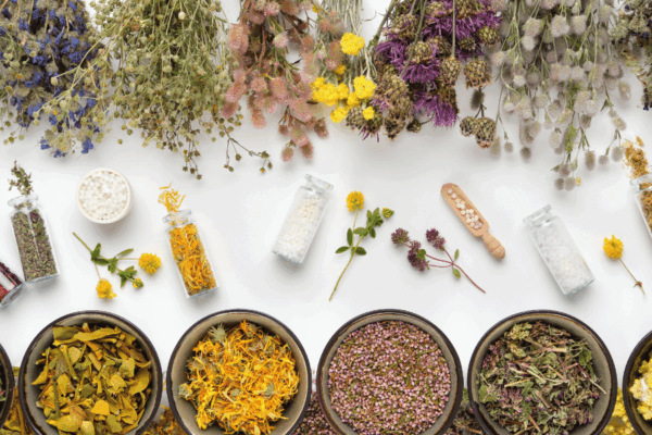 HARO SUR LES PLANTES MEDICINALES !