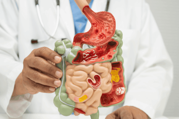 Rôle essentiel de l’intestin