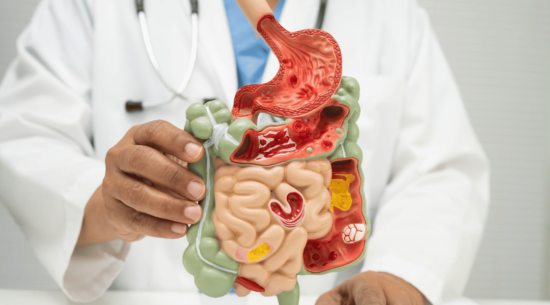 Rôle essentiel de l’intestin